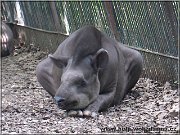 tapir
