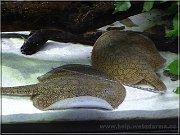 trnucha