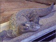 varan