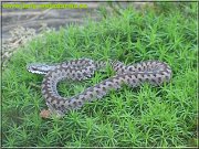 vipera