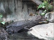krokodil