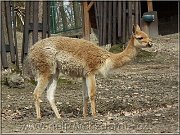 lama