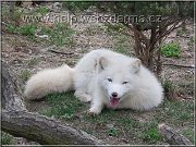 liska