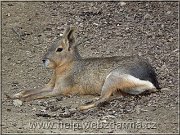 mara