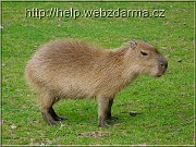 kapybara