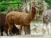 lama