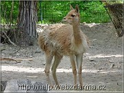 lama