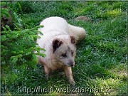 liska