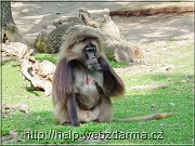 dzelada