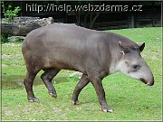 tapir