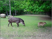 tapirakapybara