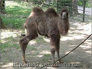 velbloud