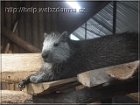 nutria