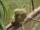 tamarin1