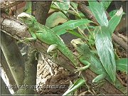 agama