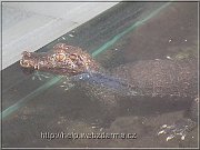 kajmanek