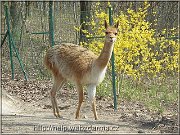 lama
