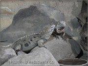 leguan
