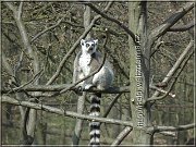 lemur