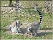 lemuri