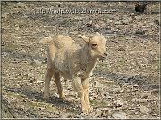 paovca