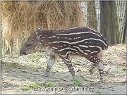 tapir1