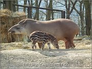 tapiry