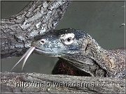 varan