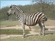 zebra
