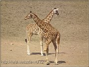 zirafy