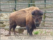 bizon