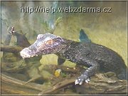 krokodil