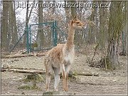 lama