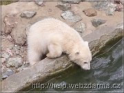 medved2