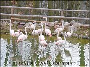 plameniaci