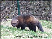 rosomak