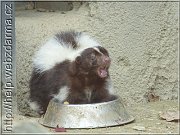 skunk