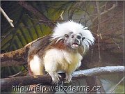 tamarin