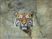 tiger