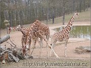 zirafy