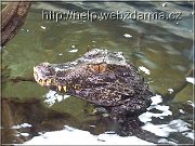 krokodil