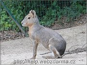 mara