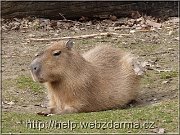 kapybara