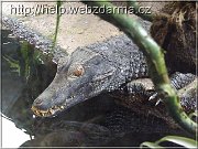 krokodil