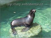 lachtan2