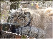 manul