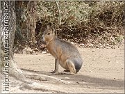 mara