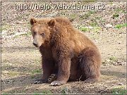 medved1
