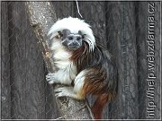 tamarin