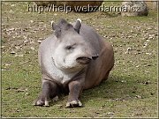 tapir